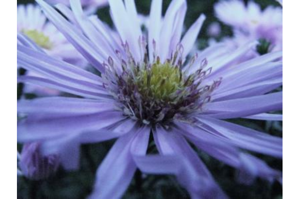 Asters in eigen tuin