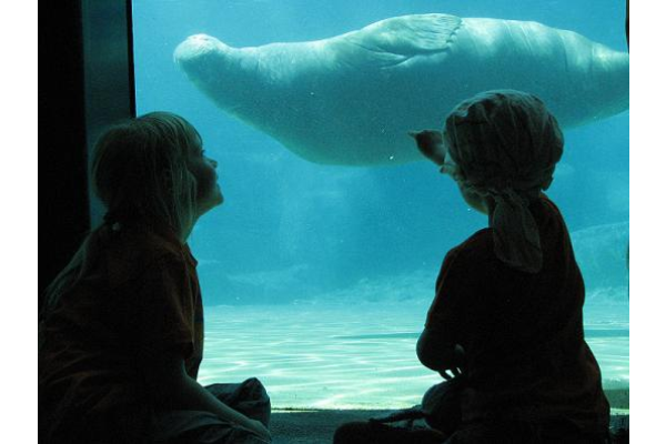 Dolfinarium