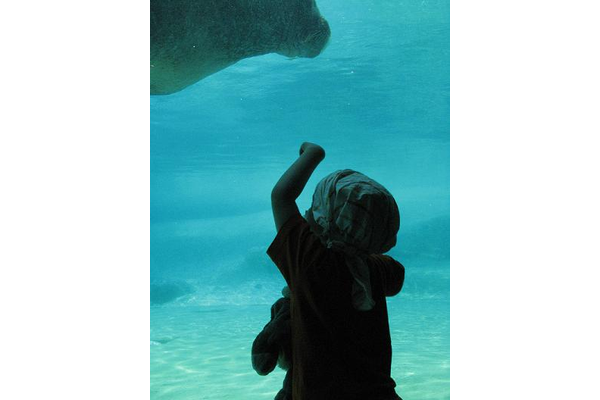Dolfinarium