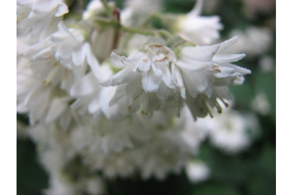 Eigen tuin