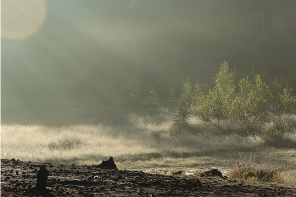 Nevel op de heide